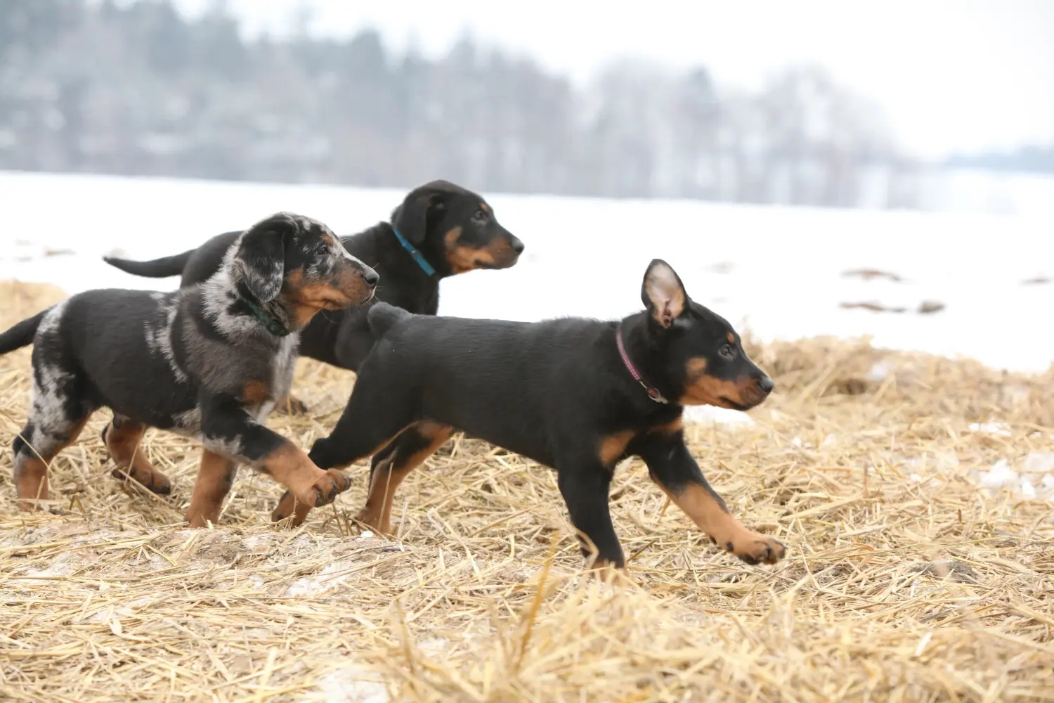 Beauceron kölyökkutya vásárlása felelősségvállalást jelent! Beauceron kölyökkutyák vásárlása.