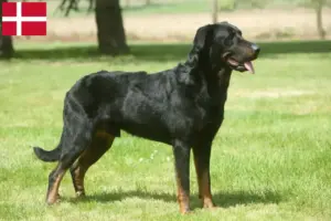 Read more about the article Beauceron tenyésztők és kölykök Dániában