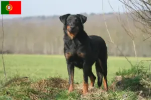 Read more about the article Beauceron tenyésztők és kölykök Portugáliában