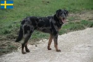 Read more about the article Beauceron tenyésztők és kölykök Svédországban
