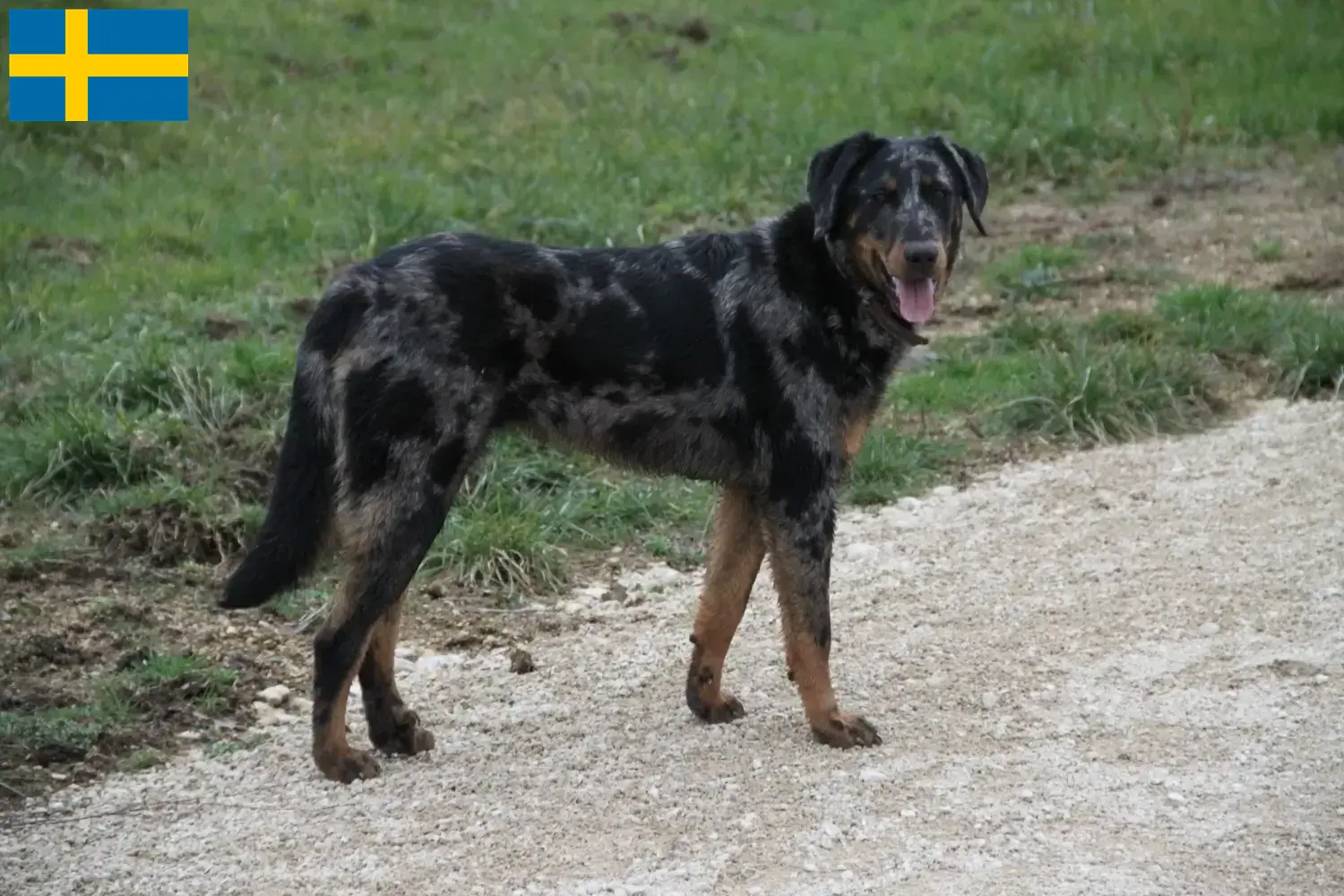 Beauceron kölykök és tenyésztő Svédországban Beauceron tenyésztőket Svédországban itt találsz.