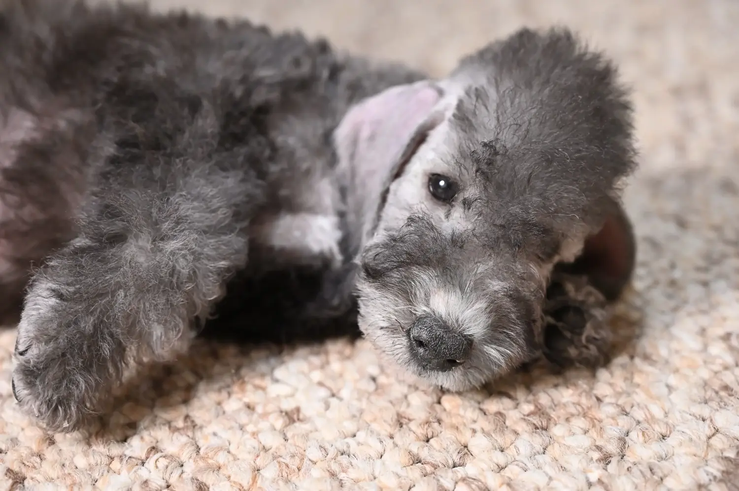 Bedlington terrier kölyökkutya vásárlása felelősségvállalást jelent! Vásároljon Bedlington terrier kiskutyákat.