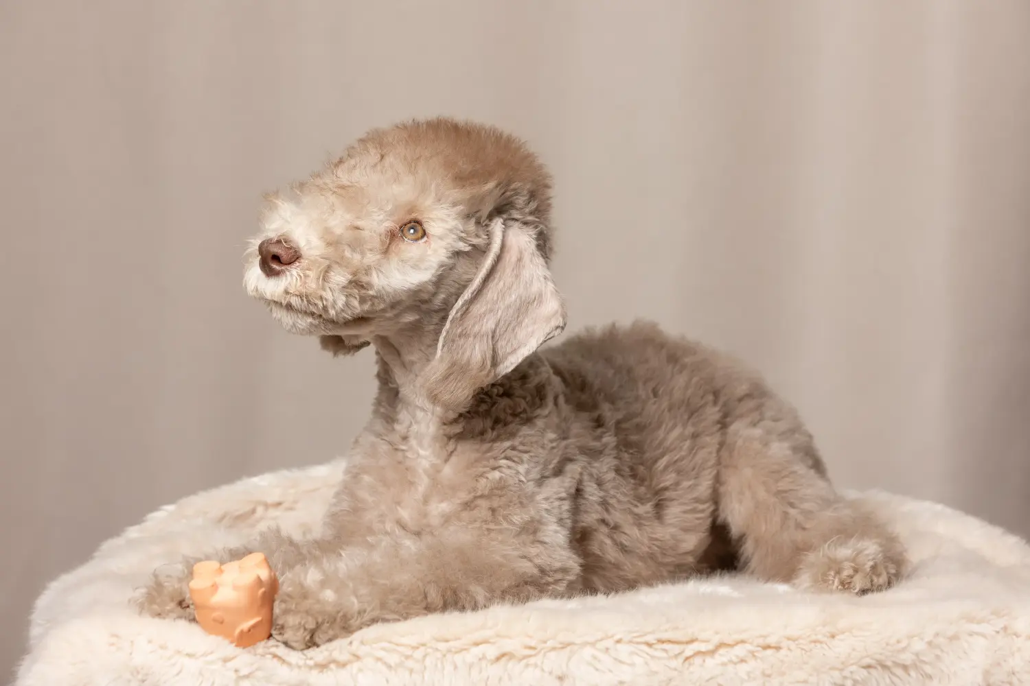 Bedlington terrier kölyökkutya vásárlása felelősségvállalást jelent! Vásároljon Bedlington terrier kiskutyákat.