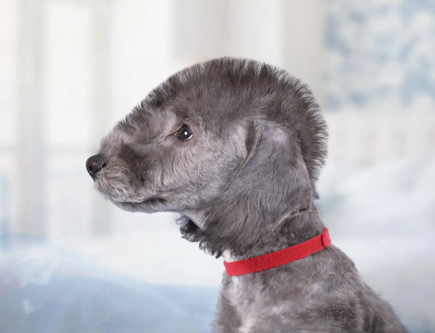 Bedlington terrier kölyökkutya vásárlása felelősségvállalást jelent! Vásároljon Bedlington terrier kiskutyákat.