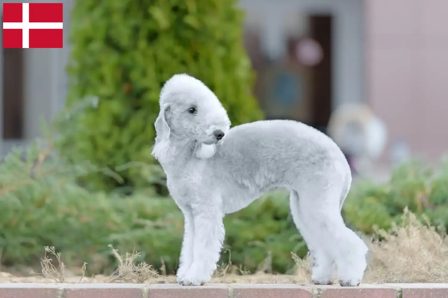 Bedlington terrier kiskutyák és tenyésztők Dánia Bedlington terrier tenyésztőket Dánia területén itt találsz.
