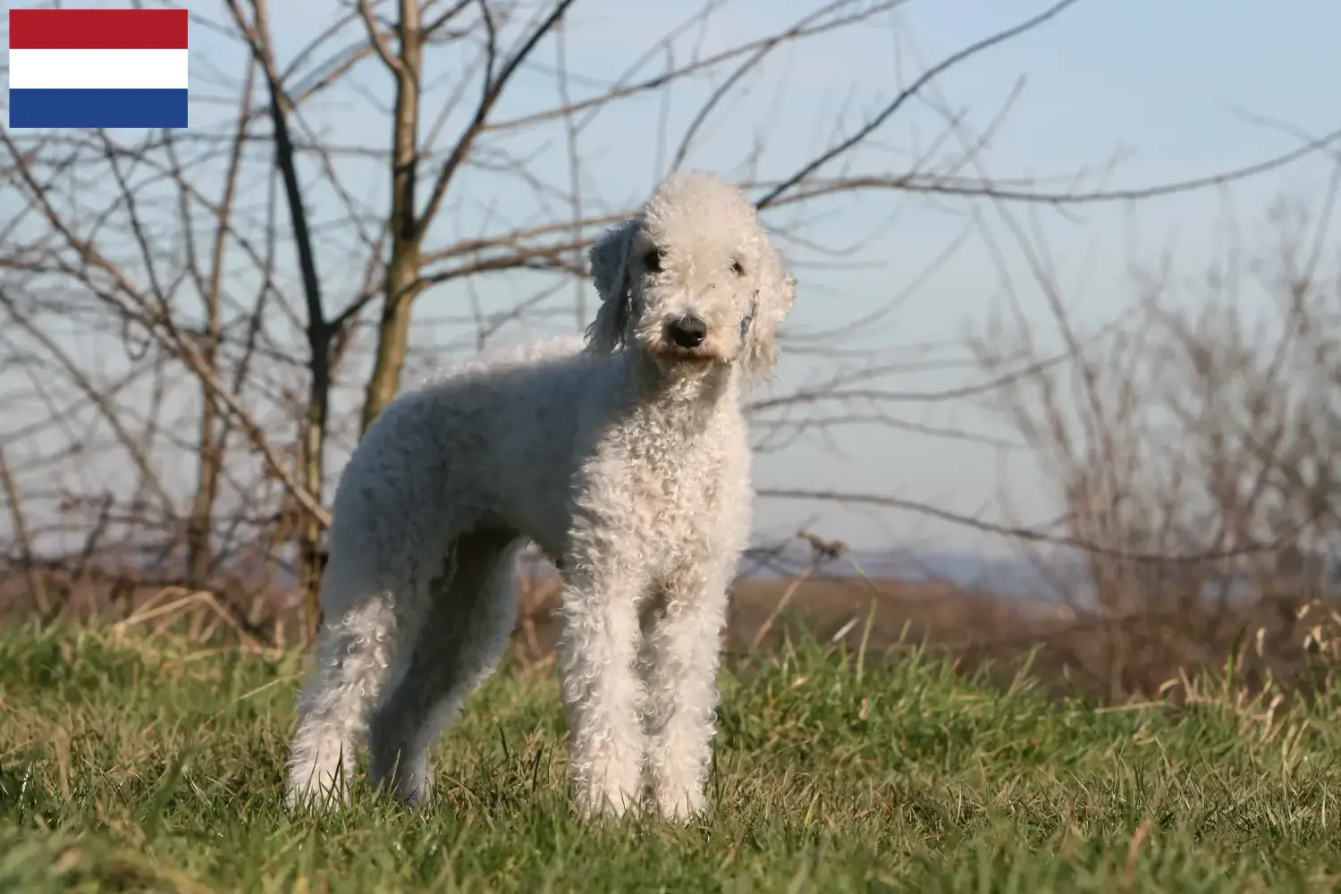 Bedlington terrier kölykök és tenyésztők Hollandia Bedlington terrier tenyésztőket Hollandiában itt találsz.