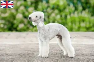 Read more about the article Bedlington terrier tenyésztők és kölykök Nagy-Britanniában