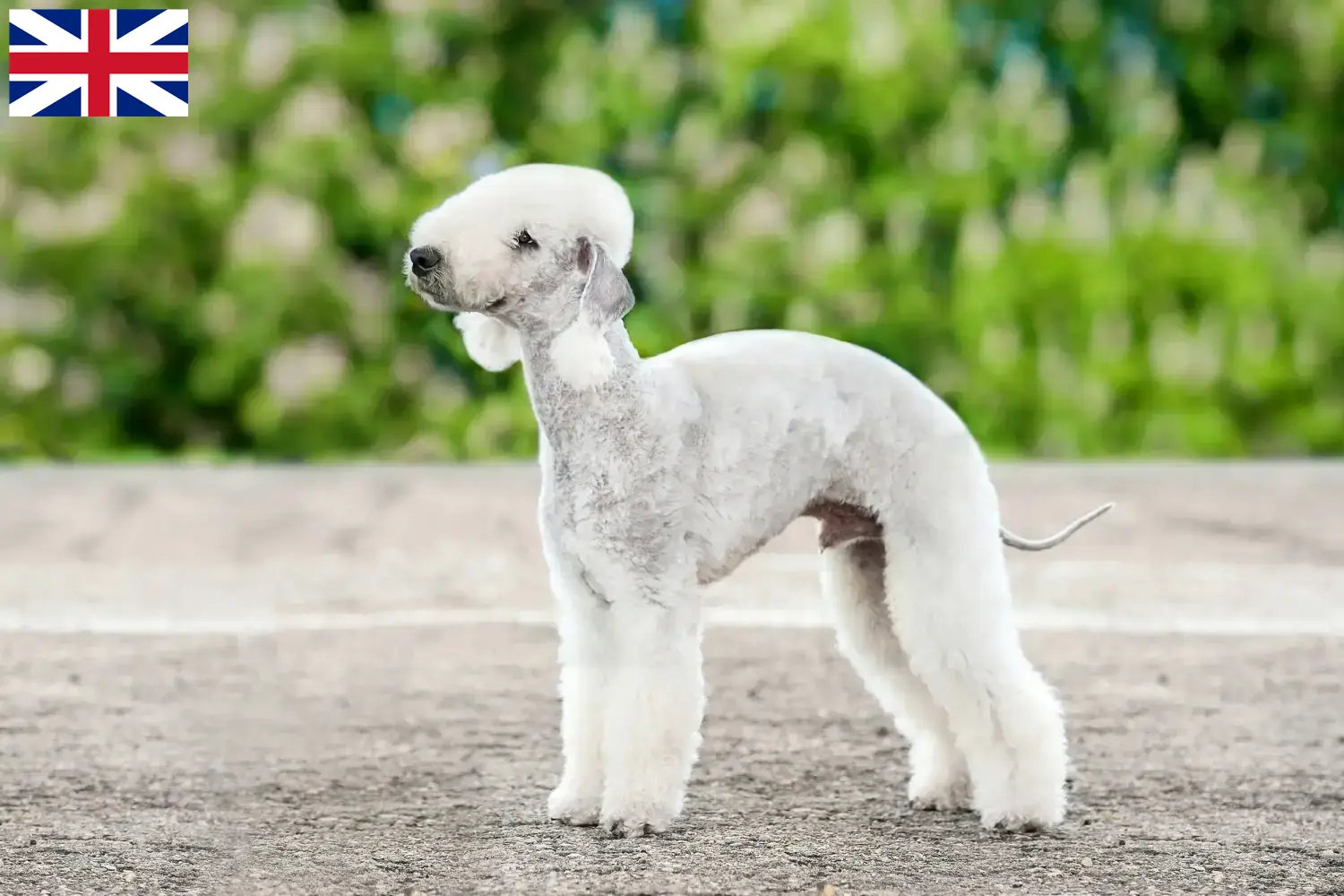 Read more about the article Bedlington terrier tenyésztők és kölykök Nagy-Britanniában
