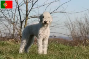 Read more about the article Bedlington terrier tenyésztők és kölykök Portugáliában
