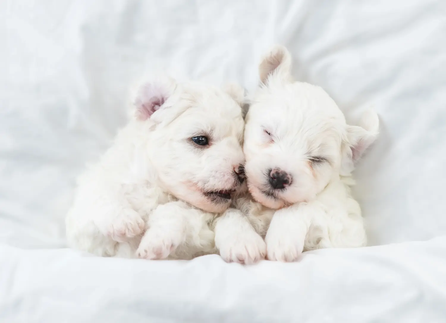 Egy Bichon Frisé kölyökkutya megvásárlása felelősségvállalást jelent! Bichon Frisé kiskutyák vásárlása.