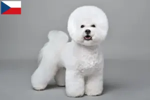 Read more about the article Bichon Frisé tenyésztők és kiskutyák Csehországban