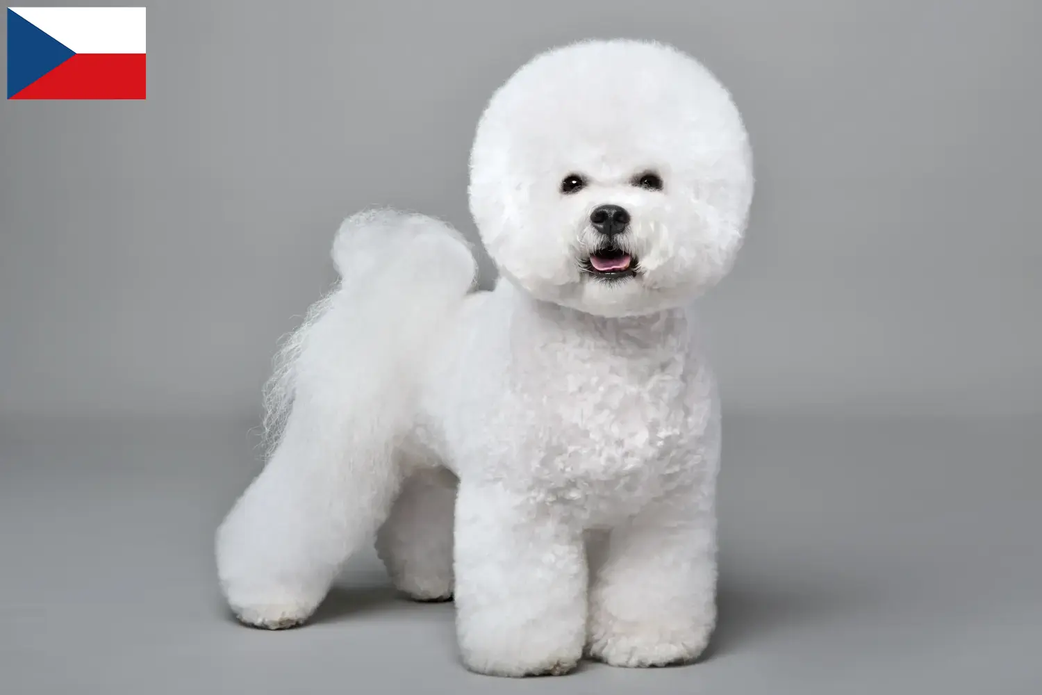Bichon Frisé kiskutyák és tenyésztők Csehország Keress Bichon Frisé tenyésztőket Csehország területén.