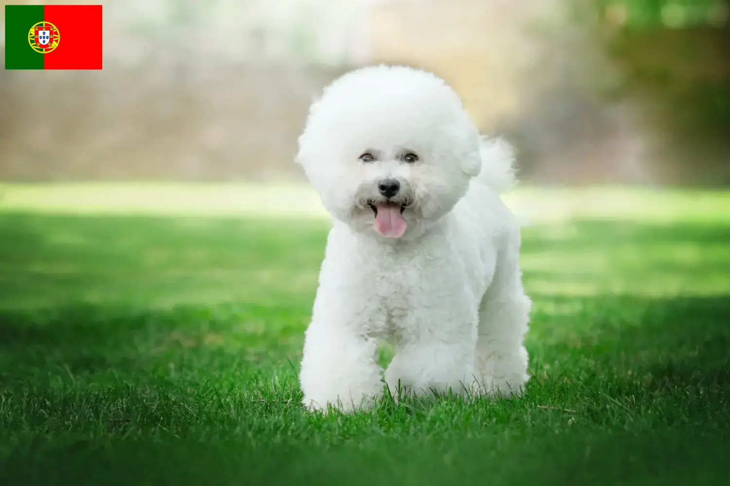 Bichon Frisé kiskutyák és tenyésztők Portugália Keress Bichon Frisé tenyésztőket Portugália területén.