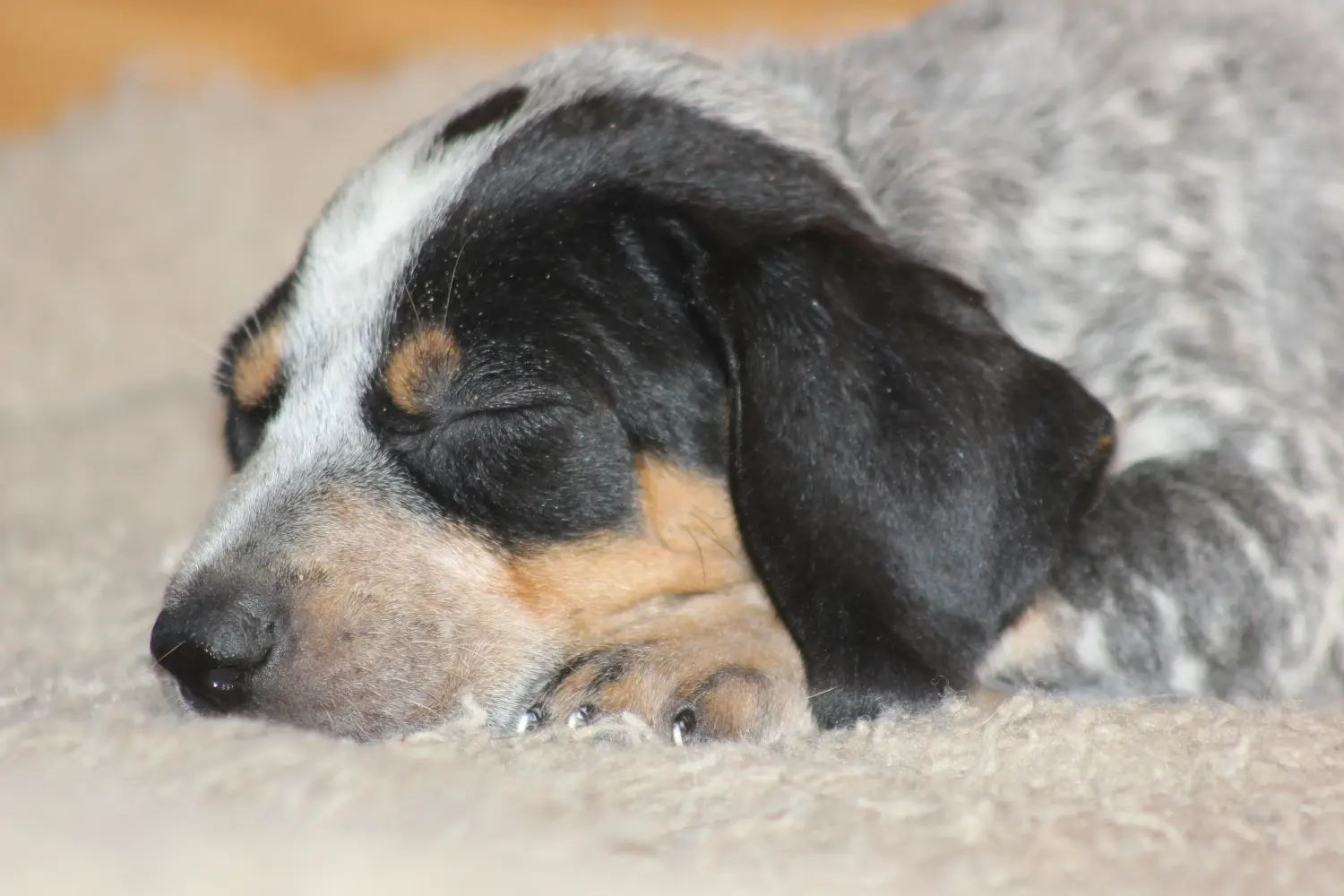Egy Bluetick Coonhound kölyökkutya megvásárlása felelősségvállalást jelent! Vásároljon Bluetick Coonhound kiskutyákat.