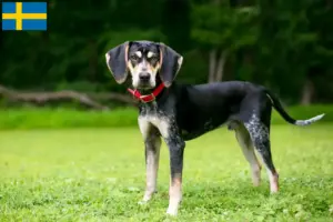 Read more about the article Bluetick Coonhound tenyésztők és kölykök Svédországban