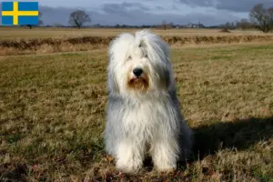 Read more about the article Bobtail tenyésztők és kölykök Svédországban