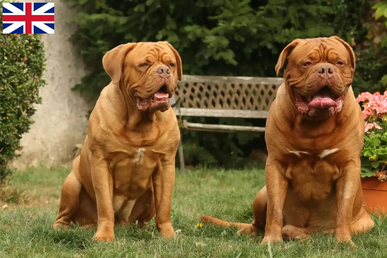 Bordeaux-i dógue kölykök és tenyésztők Nagy-Britannia Itt talál bordeaux-i dog tenyésztőket Nagy-Britanniában.