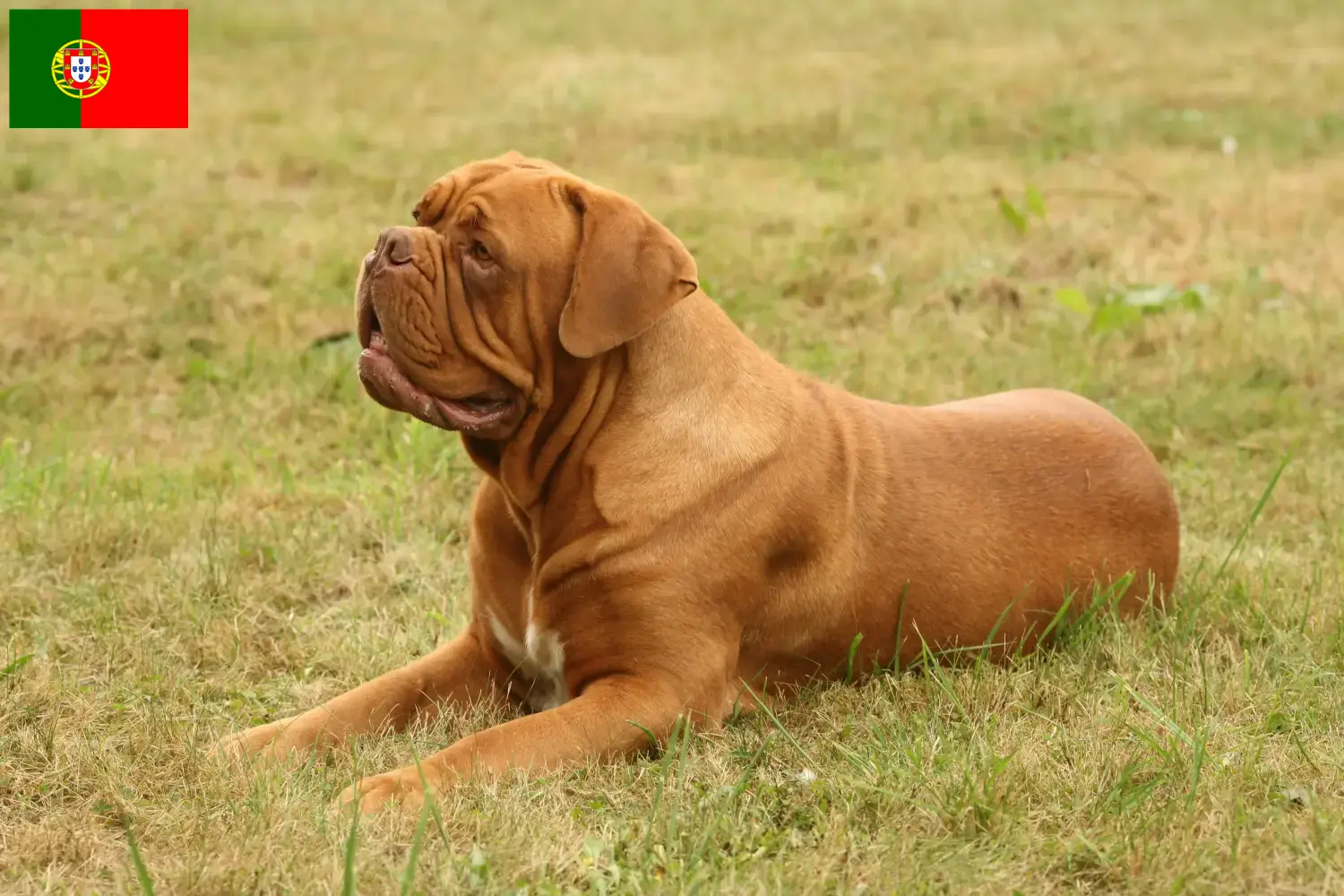 Bordeaux-i doga kölykök és tenyésztők Portugália Itt talál bordeaux-i dog tenyésztőket Portugáliában.
