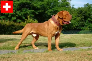 Read more about the article Bordeaux-i dog tenyésztők és kölykök Svájcban