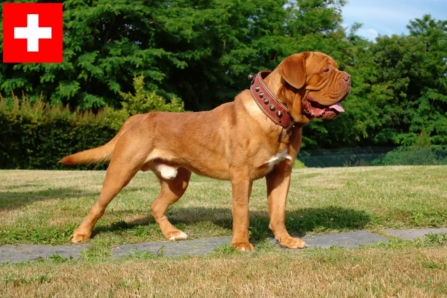 Bordeaux-i dög kiskutyák és tenyésztők Svájcban Itt talál bordeaux-i dog tenyésztőket Svájcban.