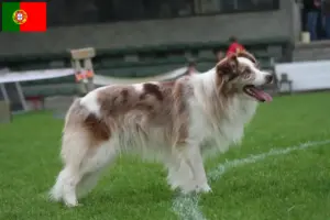Read more about the article Border Collie tenyésztők és kölykök Portugáliában