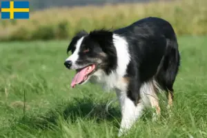 Read more about the article Border Collie tenyésztők és kölykök Svédországban