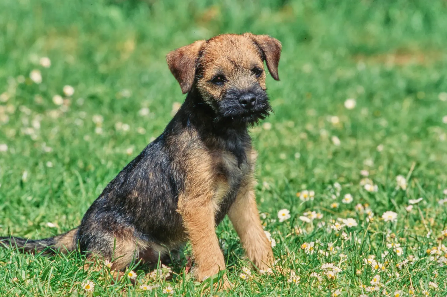 Border terrier kölyökkutya vásárlása felelősségvállalást jelent! Border terrier kiskutyák vásárlása.