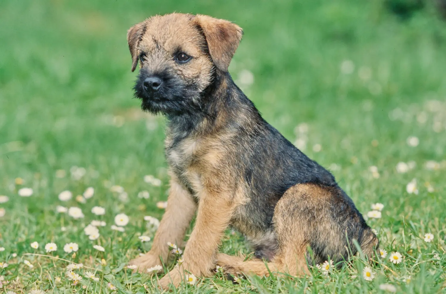 Border terrier kölyökkutya vásárlása felelősségvállalást jelent! Border terrier kiskutyák vásárlása.