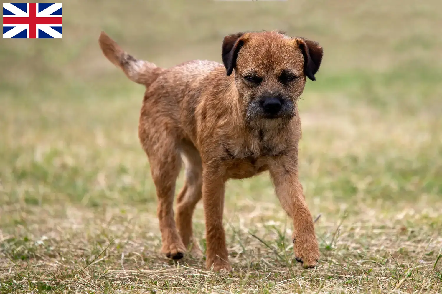 Border terrier kölykök és tenyésztők Nagy-Britannia Itt találhat Borderterrier tenyésztőket Nagy-Britanniában.