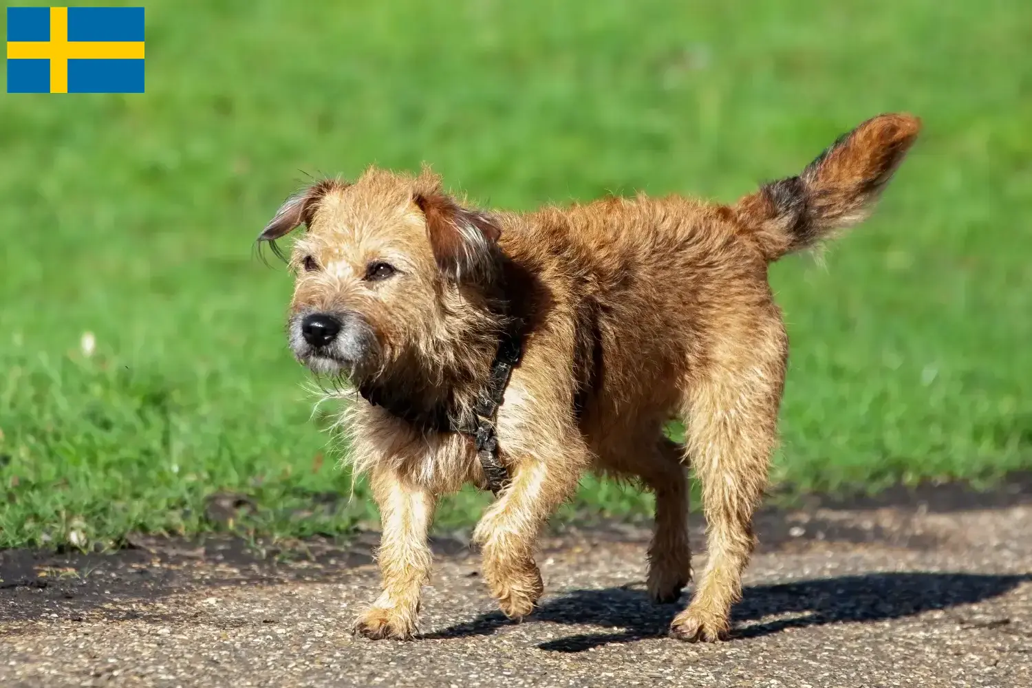 Border terrier kölykök és tenyésztők Svédországban Borderterrier tenyésztőket Svédországban itt találsz.