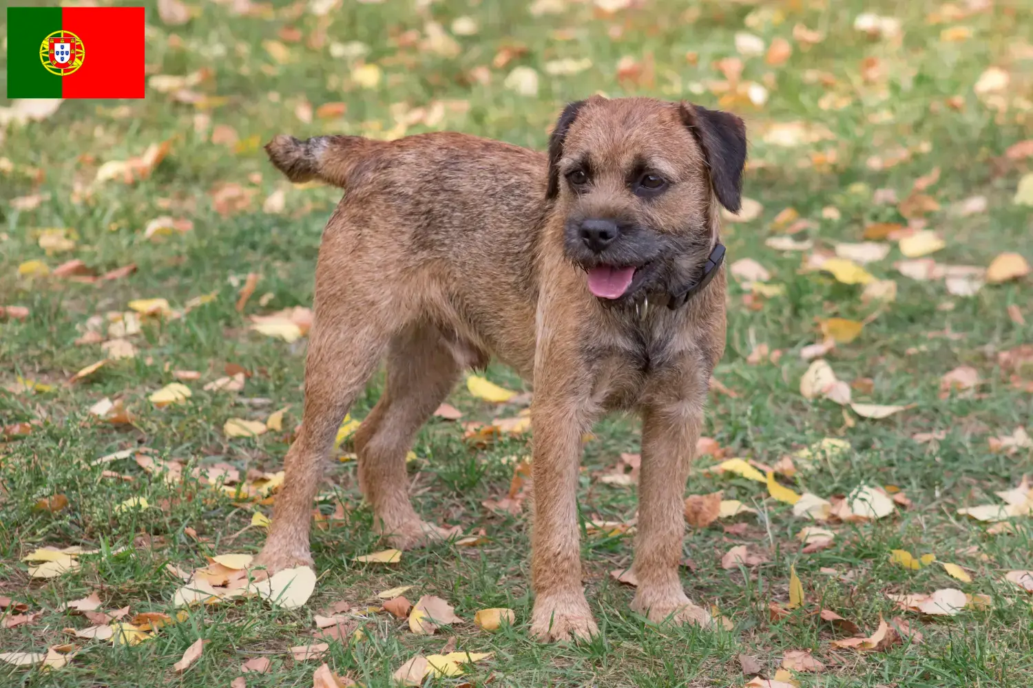 Border terrier kölykök és tenyésztők Portugália Keress Borderterrier tenyésztőket Portugália területén.