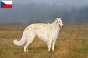 Read more about the article Borzoi tenyésztők és kölykök Csehországban