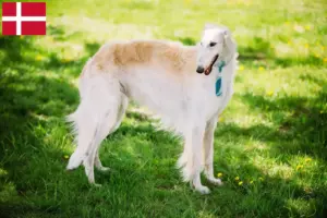Read more about the article Borzoi tenyésztők és kiskutyák Dániában