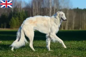 Read more about the article Borzoi tenyésztők és kölykök Nagy-Britanniában