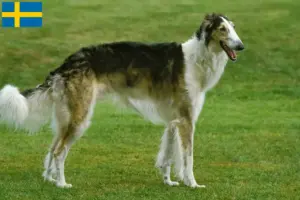 Read more about the article Borzoi tenyésztők és kölykök Svédországban