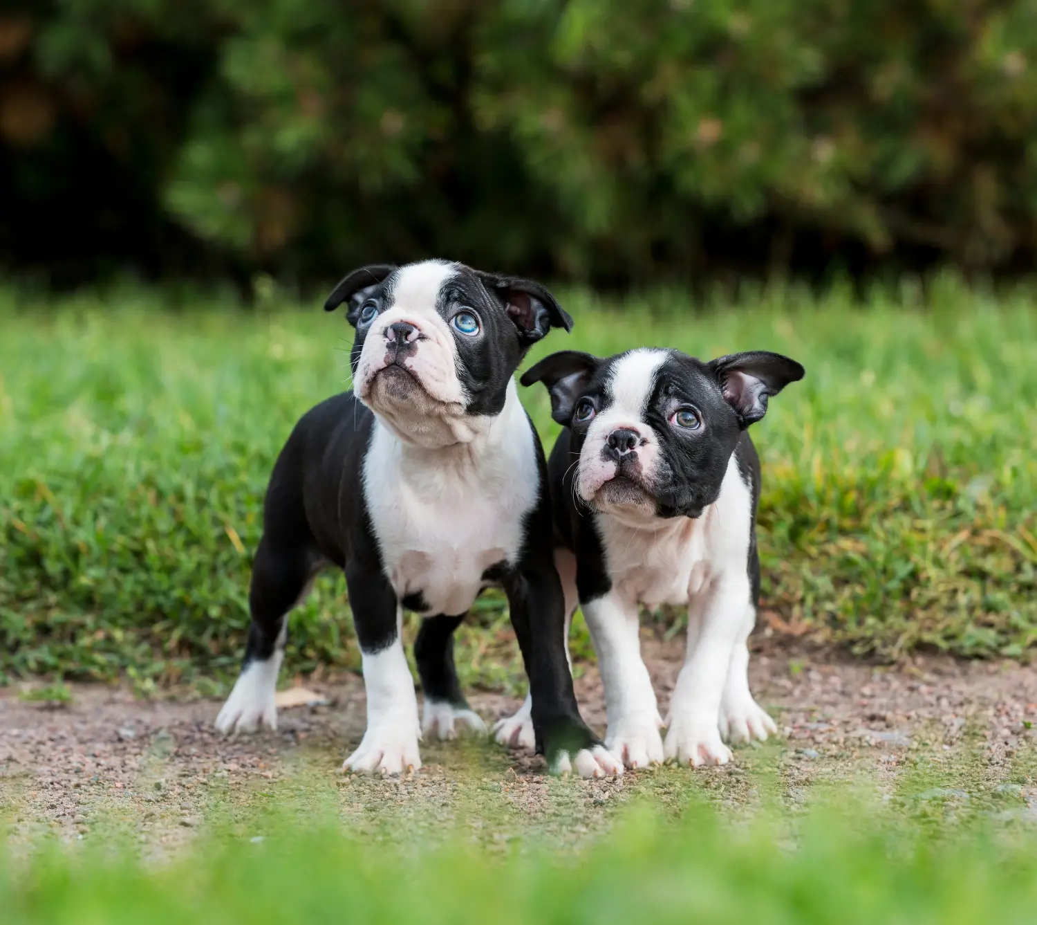 Boston terrier kölyökkutya vásárlása felelősségvállalást jelent! Boston terrier kölyökkutyák vásárlása.