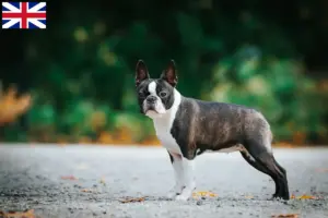 Read more about the article Boston terrier tenyésztők és kölykök Nagy-Britanniában