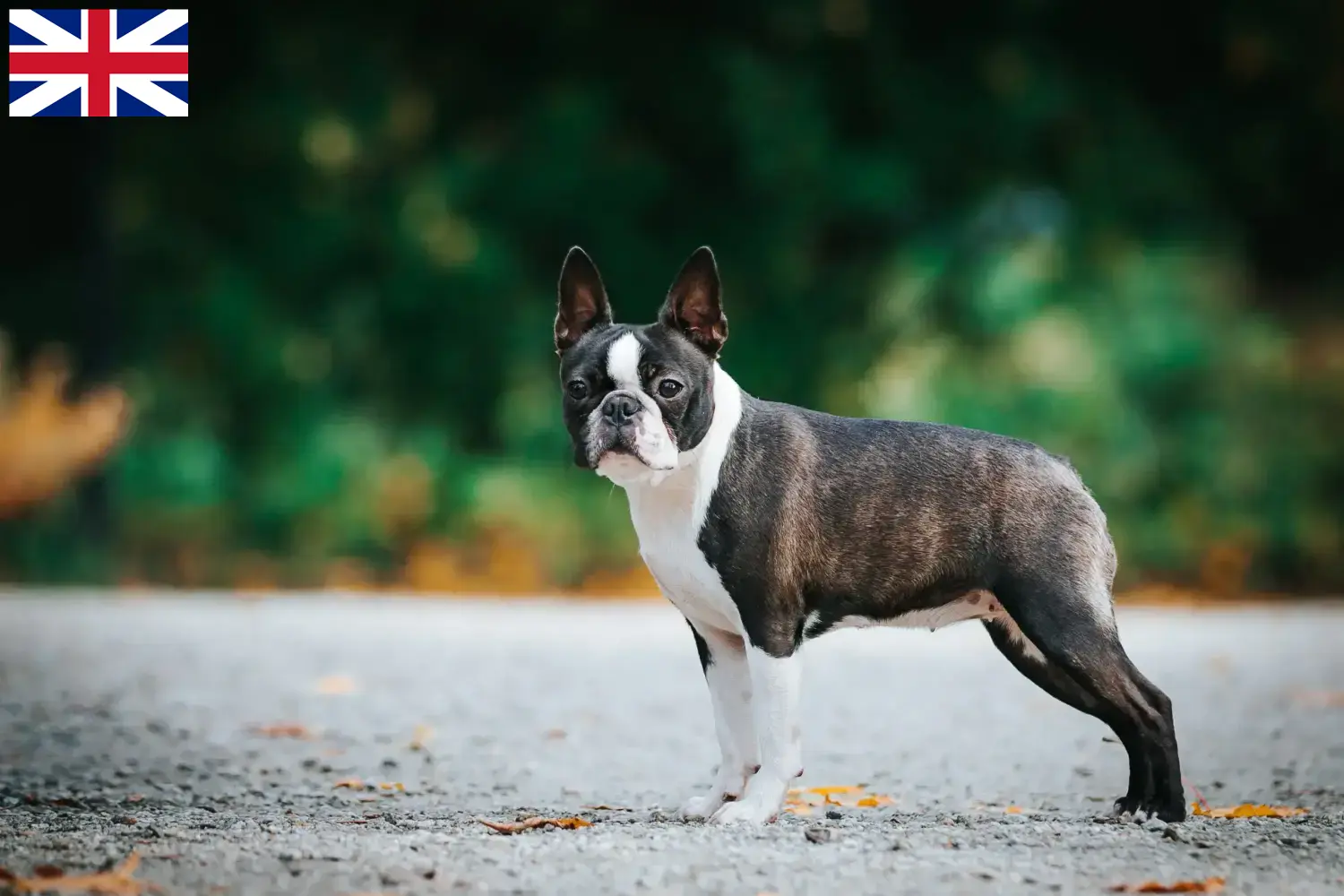 Read more about the article Boston terrier tenyésztők és kölykök Nagy-Britanniában