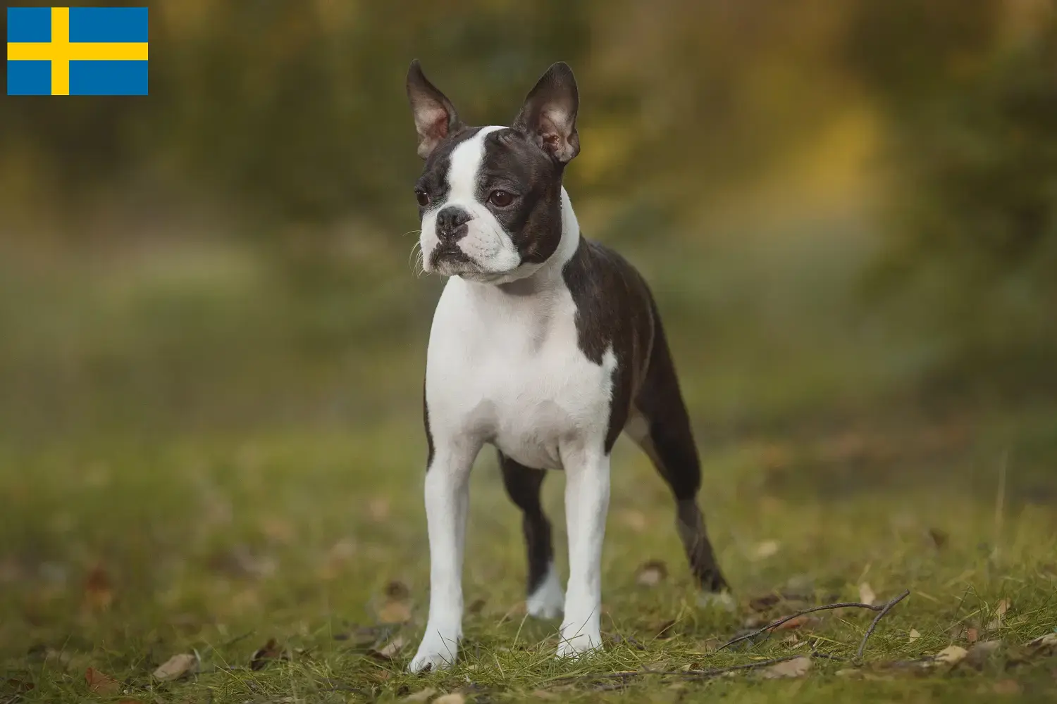 Read more about the article Boston terrier tenyésztők és kölykök Svédországban