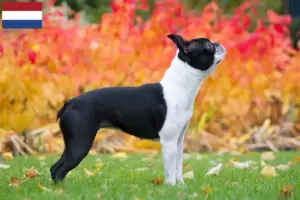 Read more about the article Boston terrier tenyésztők és kölykök Hollandiában