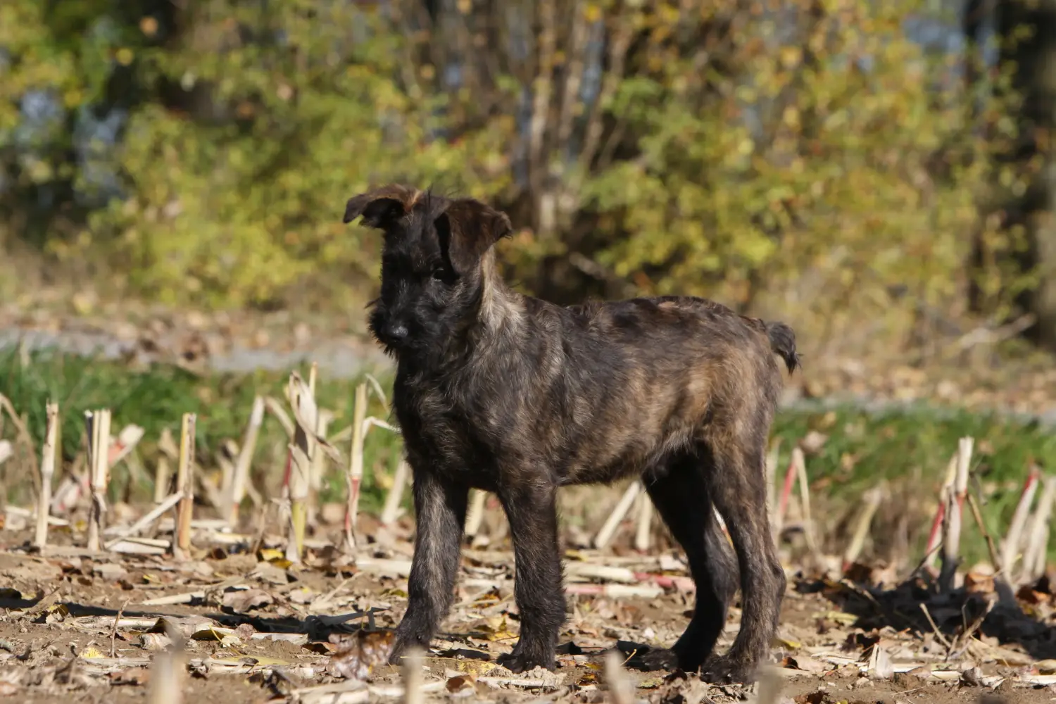 Egy Bouvier des Ardennes kiskutya megvásárlása felelősségvállalást jelent! Vásároljon Bouvier des Ardennes kiskutyákat.