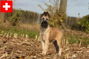 Read more about the article Bouvier des Ardennes tenyésztők és kiskutyák Svájcban