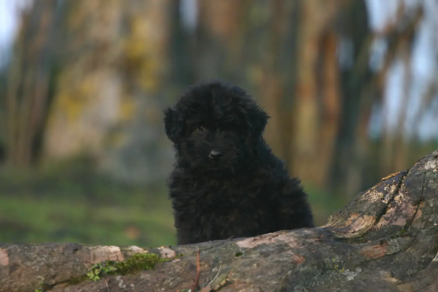 Egy Bouvier des Flandres kiskutya megvásárlása felelősségvállalást jelent! Vásároljon Bouvier des Flandres kiskutyákat.