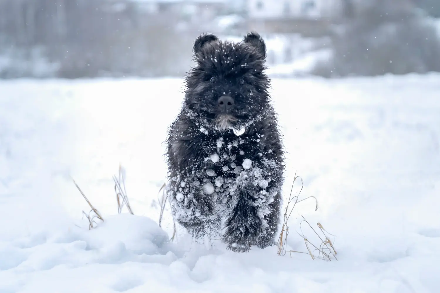 Egy Bouvier des Flandres kiskutya megvásárlása felelősségvállalást jelent! Vásároljon Bouvier des Flandres kiskutyákat.