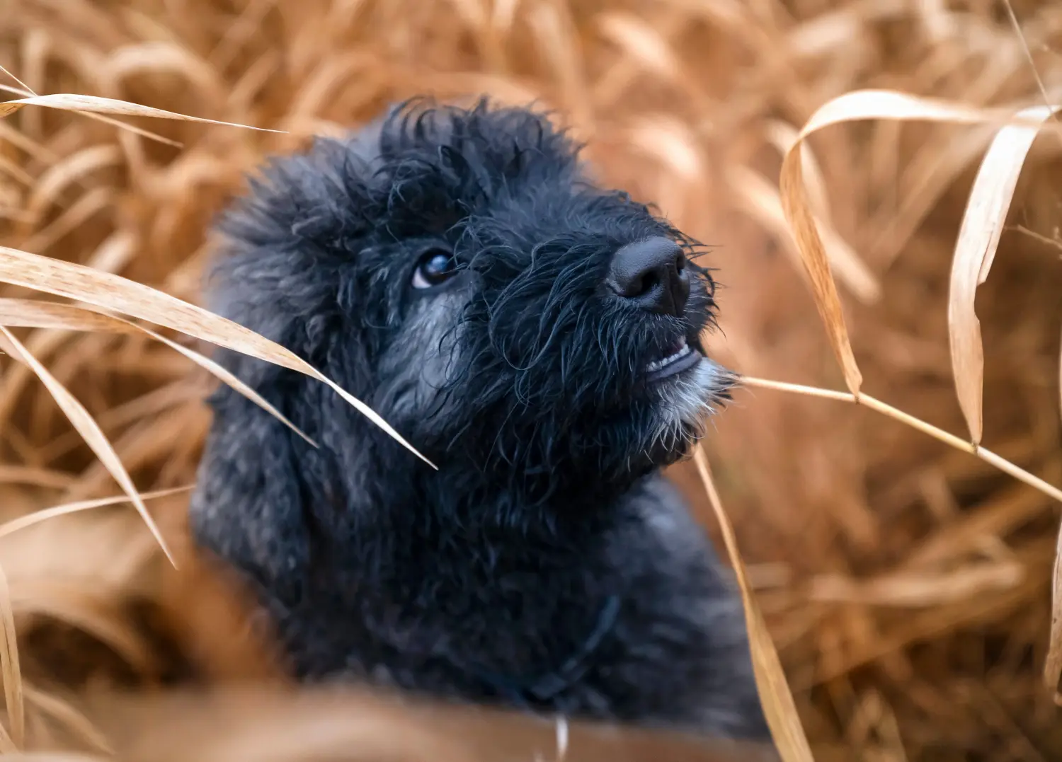 Egy Bouvier des Flandres kiskutya megvásárlása felelősségvállalást jelent! Vásároljon Bouvier des Flandres kiskutyákat.