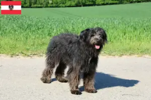 Read more about the article Bouvier des Flandres tenyésztők és kiskutyák Ausztriában