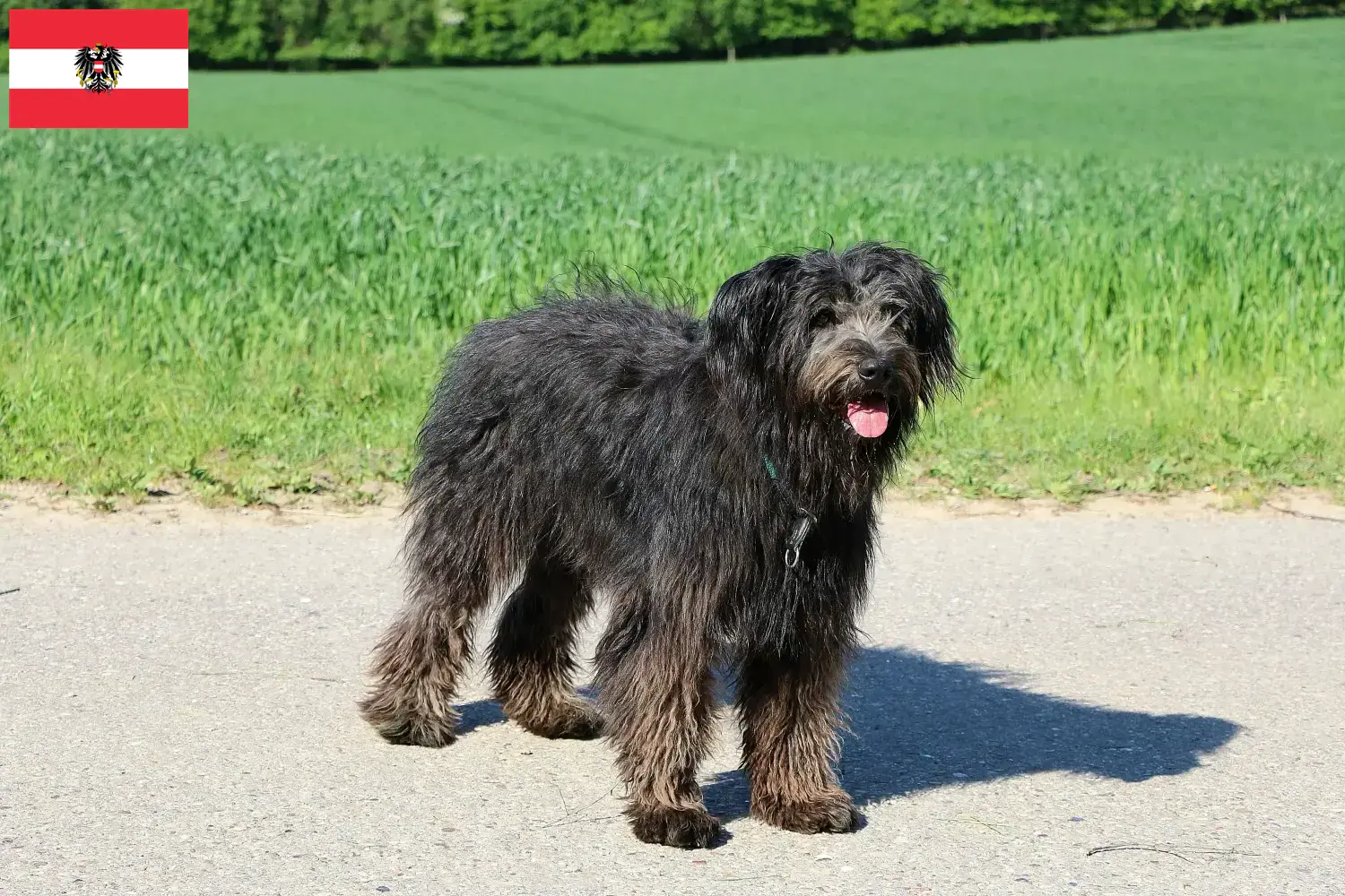 Bouvier des Flandres kiskutyák és tenyésztők Ausztria Itt talál Bouvier des Flandres tenyésztőket Ausztriában.