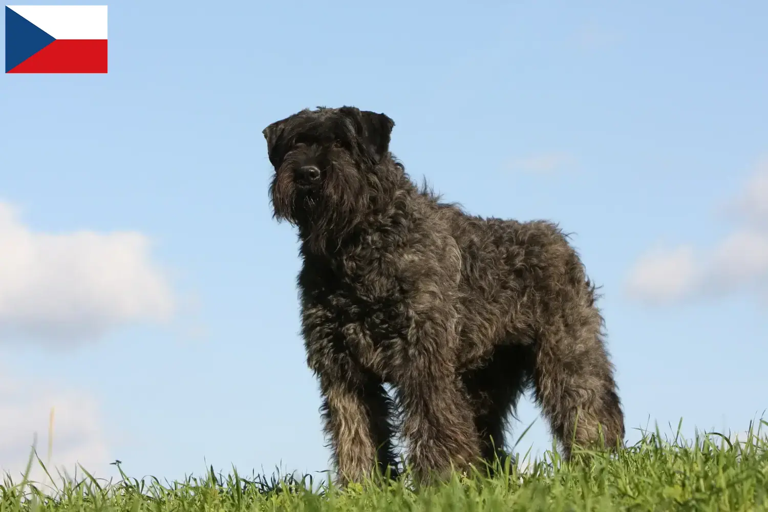 Bouvier des Flandres kiskutyák és tenyésztők Csehország Itt talál Bouvier des Flandres tenyésztőket Csehországban.