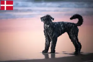 Read more about the article Bouvier des Flandres tenyésztők és kiskutyák Dániában