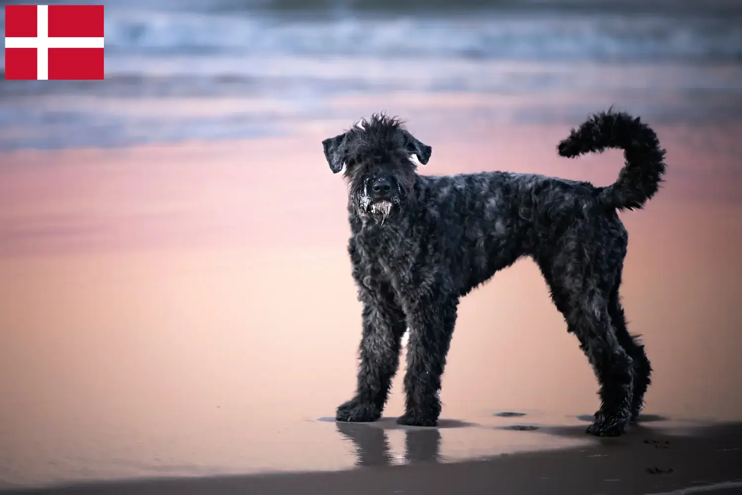 Bouvier des Flandres kiskutyák és tenyésztők Dánia Itt talál Bouvier des Flandres tenyésztőket Dániában.